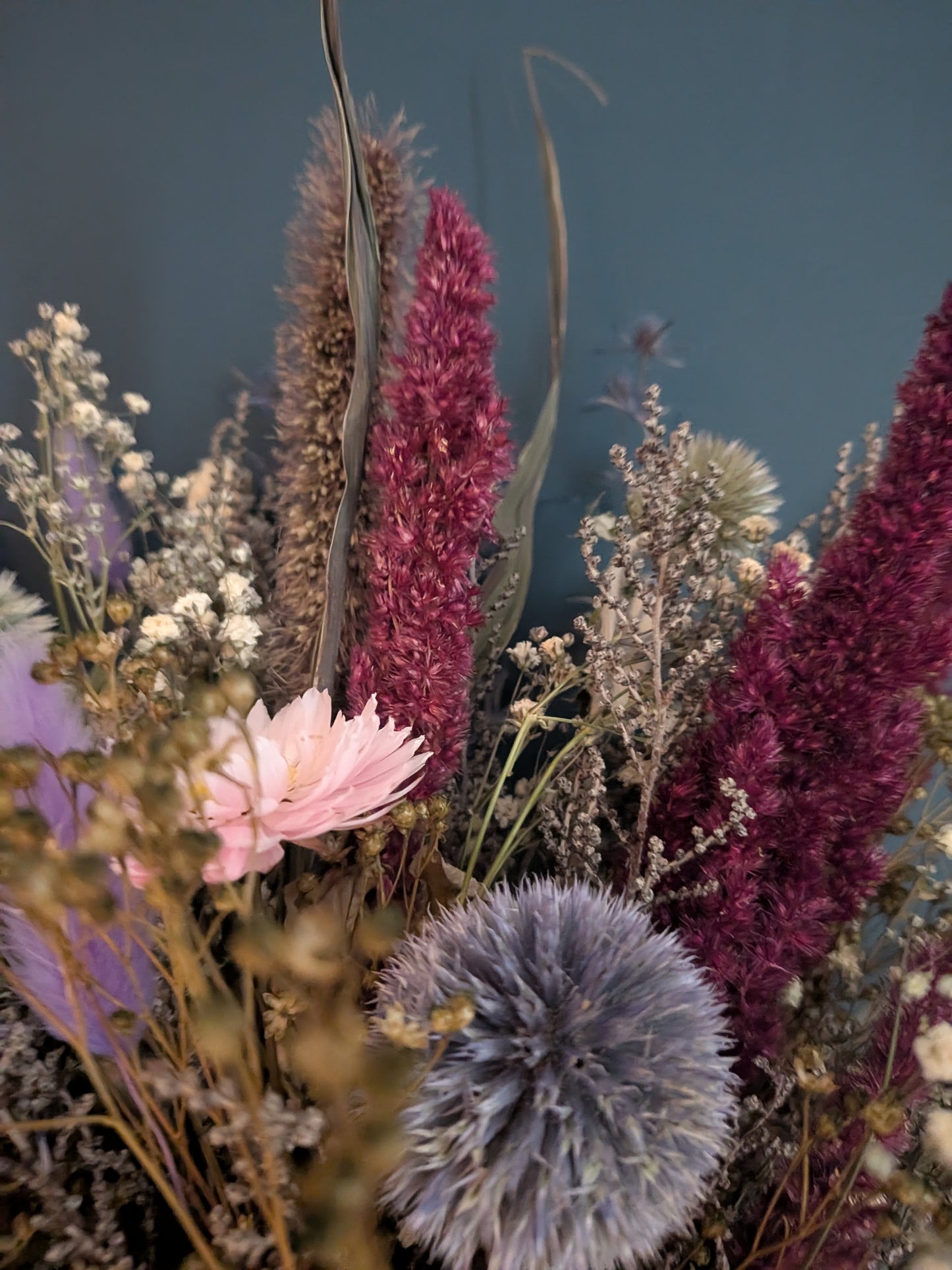 Burgundy thistle